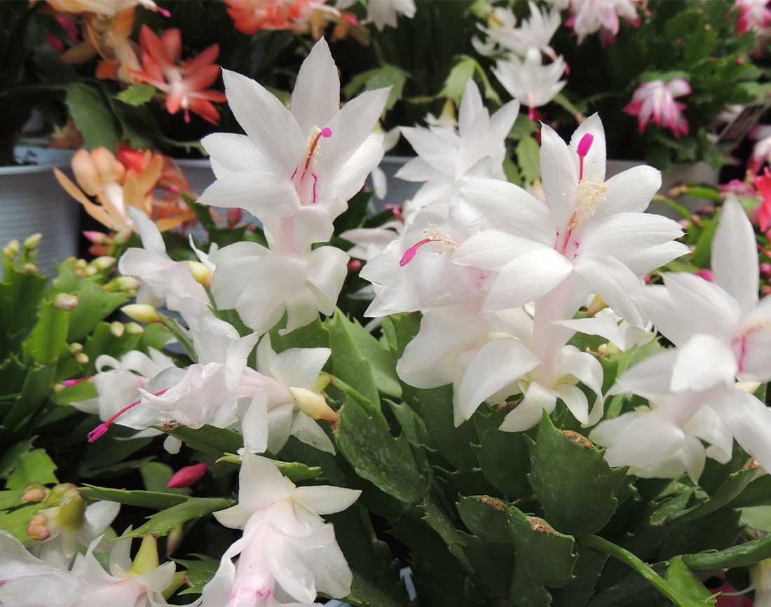 C8a Christmas Cactus Assorted Colors - View 25 from www redcrocus com