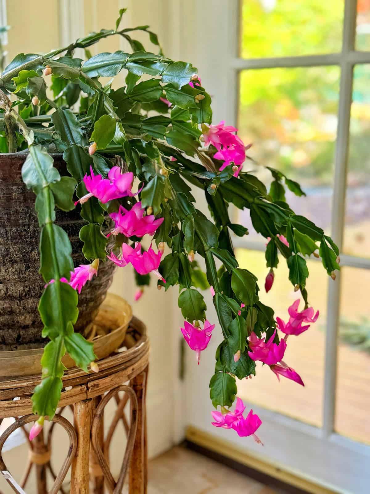 C8a Christmas Cactus Assorted Colors - View 28 from www redcrocus com