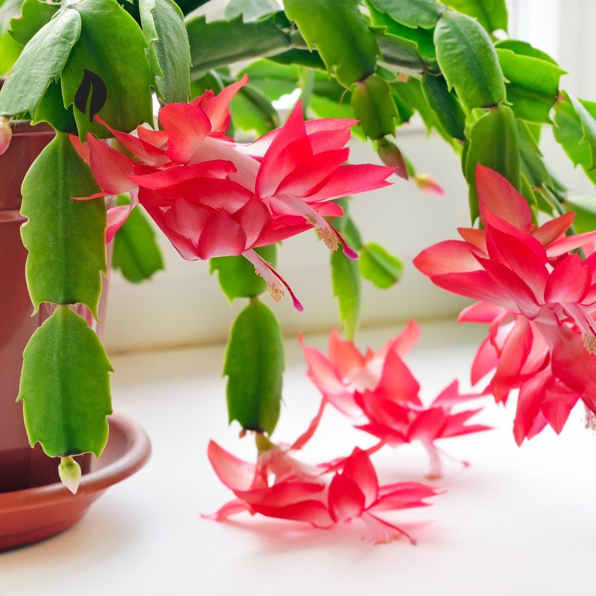 C8a Christmas Cactus Assorted Colors - View 31 from www redcrocus com