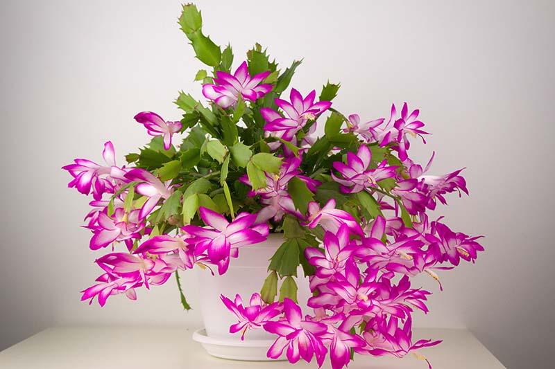 C8a Christmas Cactus Assorted Colors - View 32 from www redcrocus com