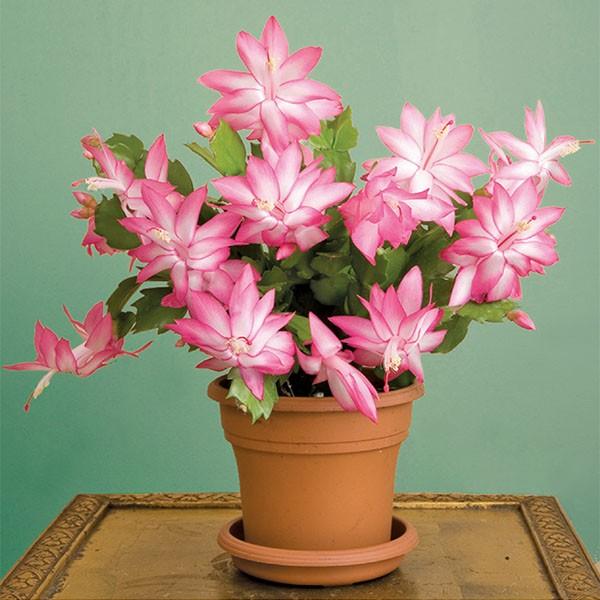 C8a Christmas Cactus Assorted Colors - View 4 from www redcrocus com