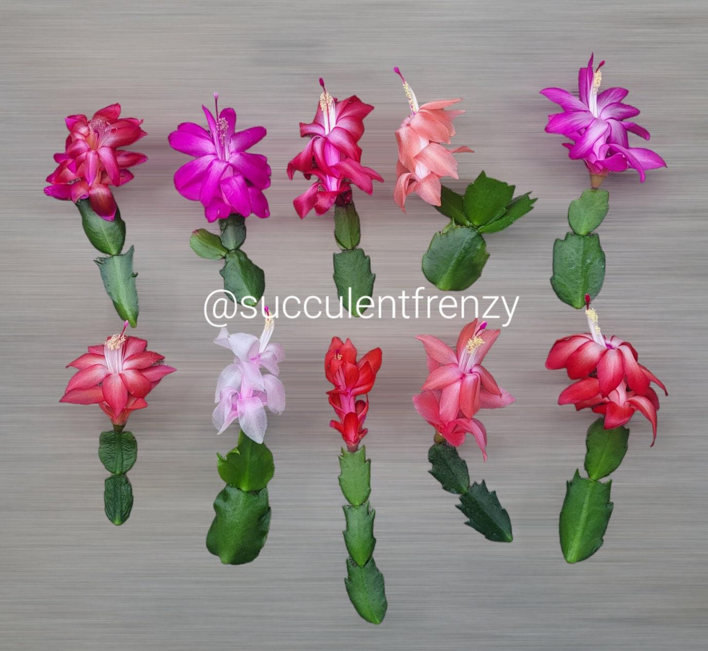 C8a Christmas Cactus Assorted Colors - View 6 from www redcrocus com