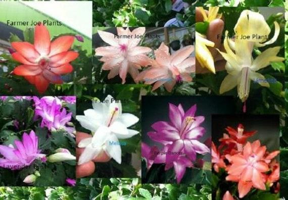 C8a Christmas Cactus Assorted Colors - View 8 from www redcrocus com