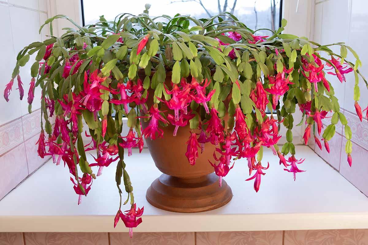 C8a Christmas Cactus Assorted Colors - View 9 from www redcrocus com