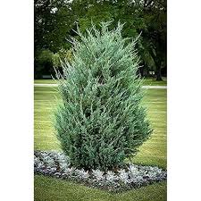 RedCrocus Moonglow Juniper Live Plant, Juniperus scopulorum 'Moonglow' Evergreen, Silvery-Blue, Deer Resistant, Cold Hardy Zones 3-7, Full Sun, Screen/Hedge  5 Gallon Nursery Pot