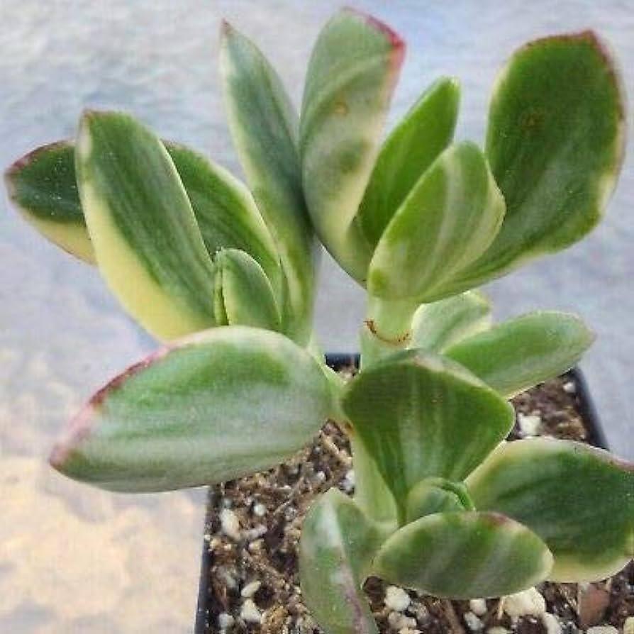 Bc Succulent Crassula Ovata Variegata - View 10 from www redcrocus com
