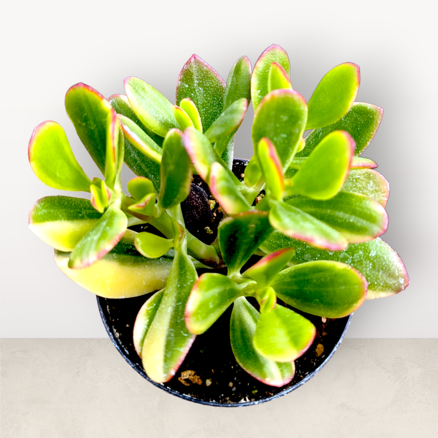 Bc Succulent Crassula Ovata Variegata - View 11 from www redcrocus com