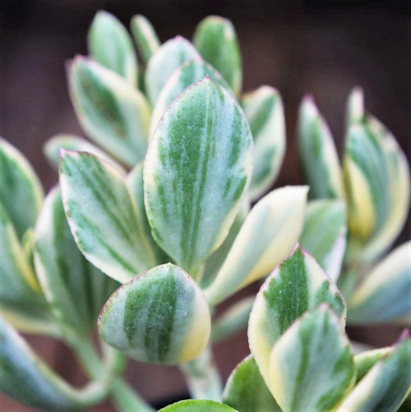 Bc Succulent Crassula Ovata Variegata - View 12 from www redcrocus com
