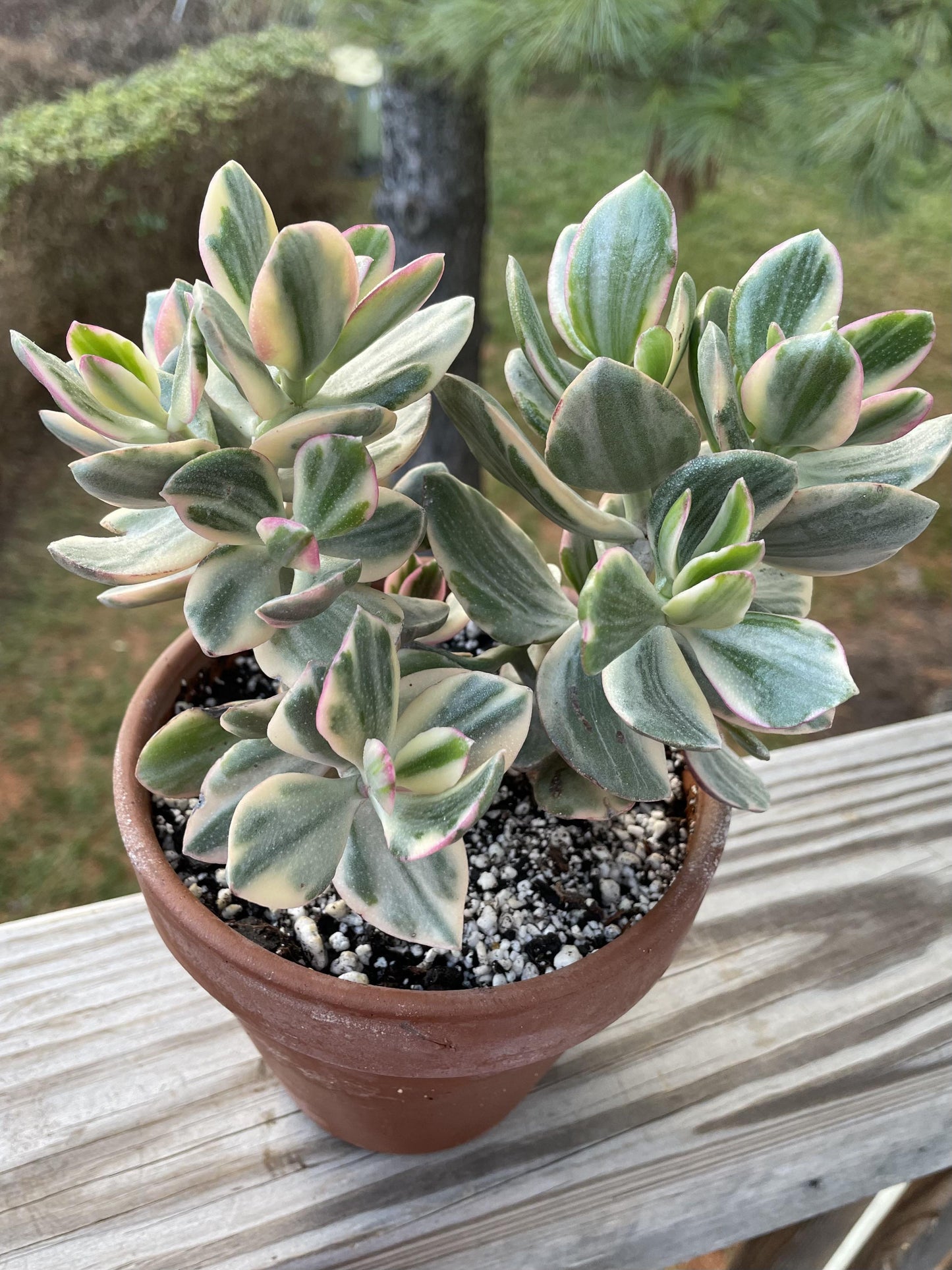 Bc Succulent Crassula Ovata Variegata - View 13 from www redcrocus com