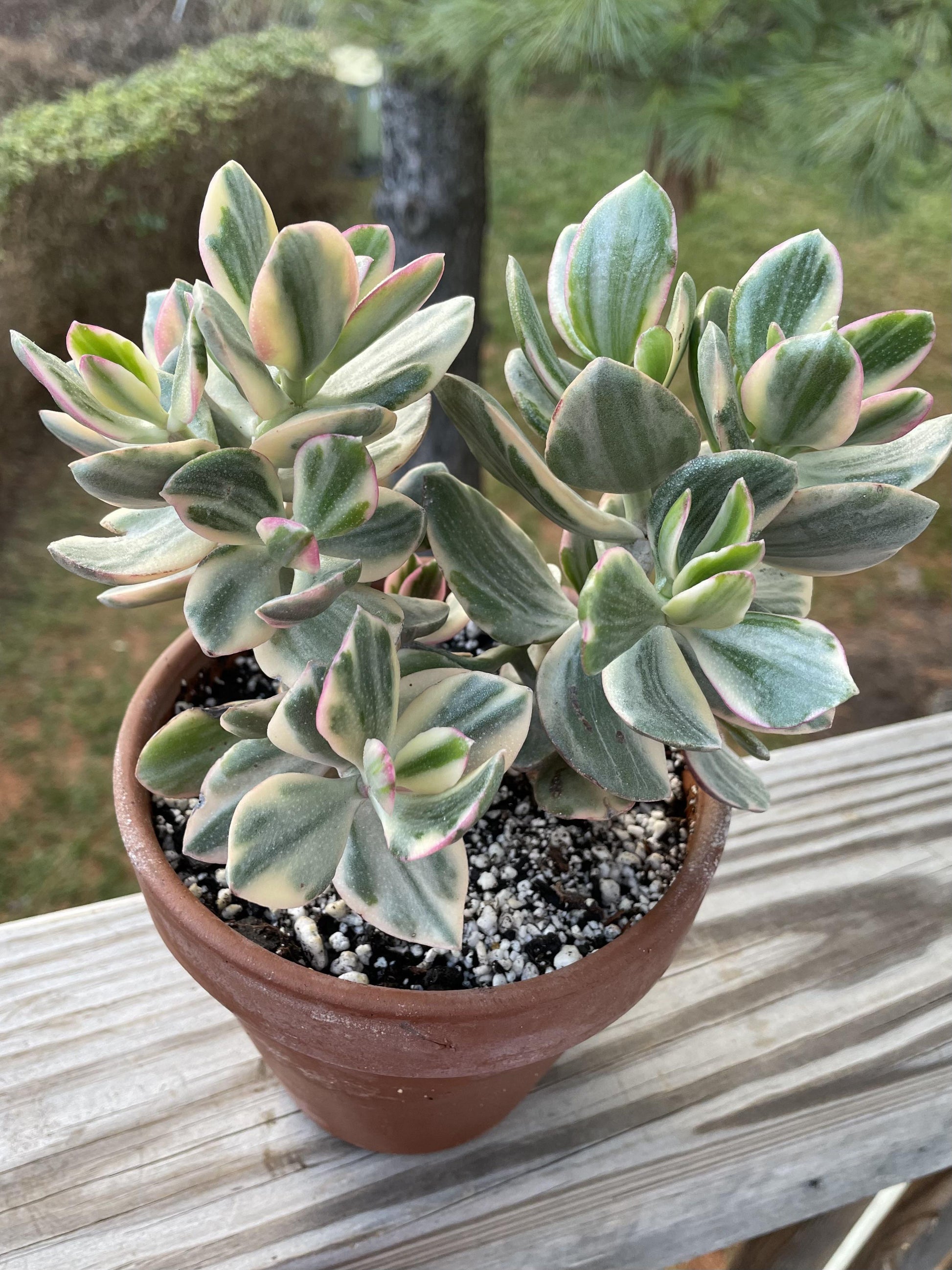 Bc Succulent Crassula Ovata Variegata - View 13 from www redcrocus com