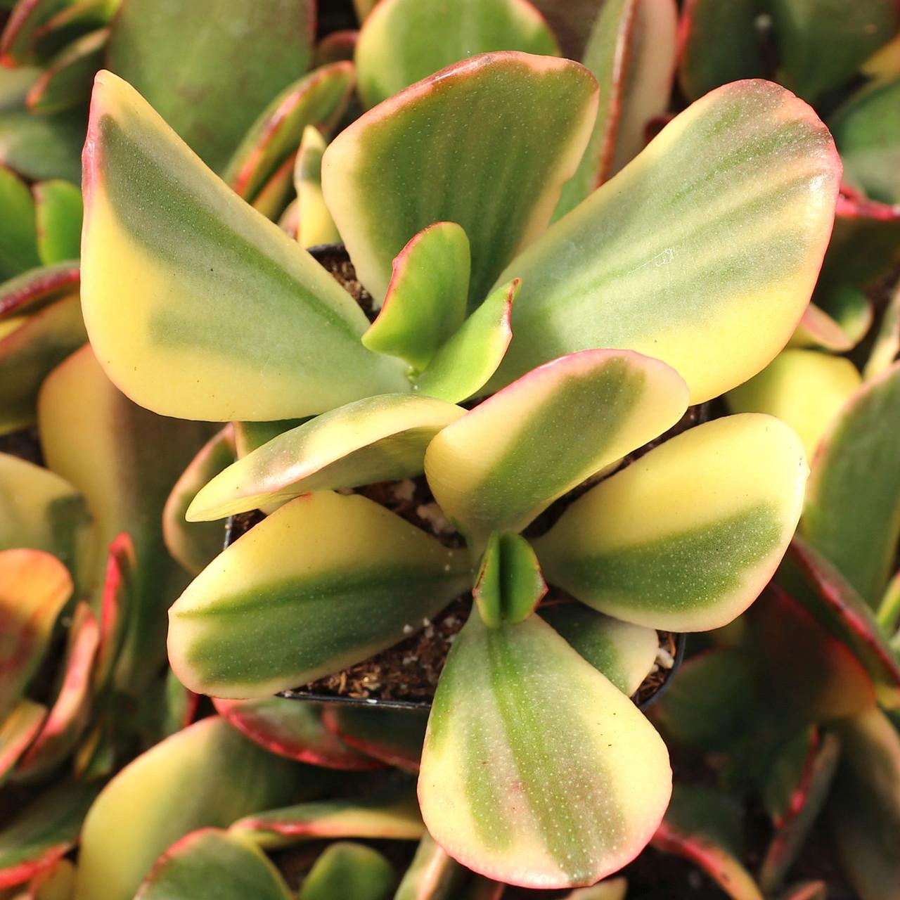 Bc Succulent Crassula Ovata Variegata - View 14 from www redcrocus com