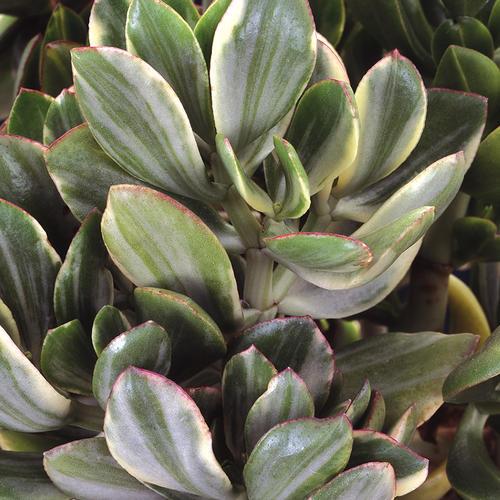 Bc Succulent Crassula Ovata Variegata - View 15 from www redcrocus com