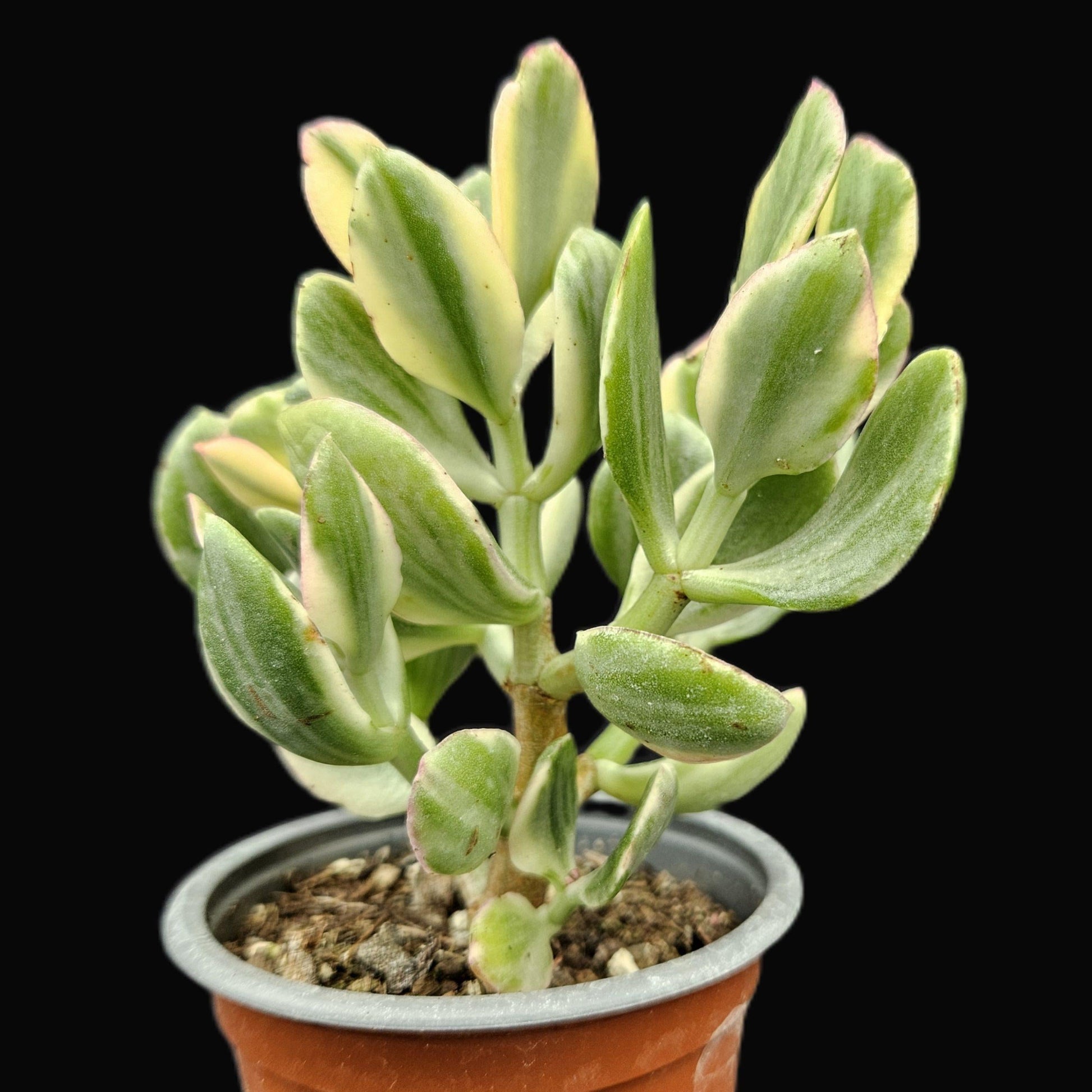 Bc Succulent Crassula Ovata Variegata - View 17 from www redcrocus com