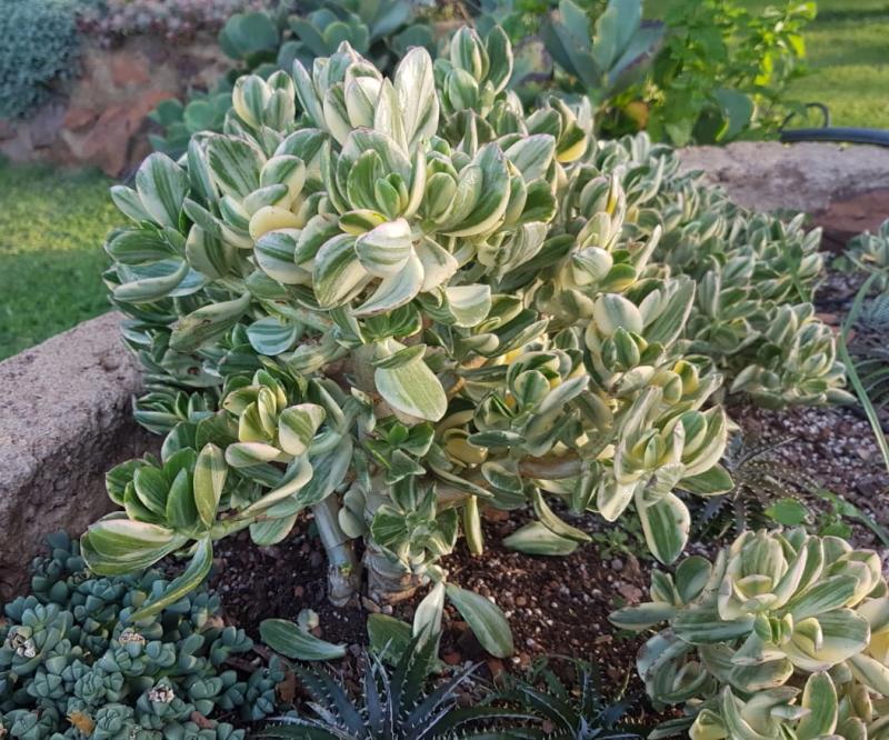 Bc Succulent Crassula Ovata Variegata - View 18 from www redcrocus com