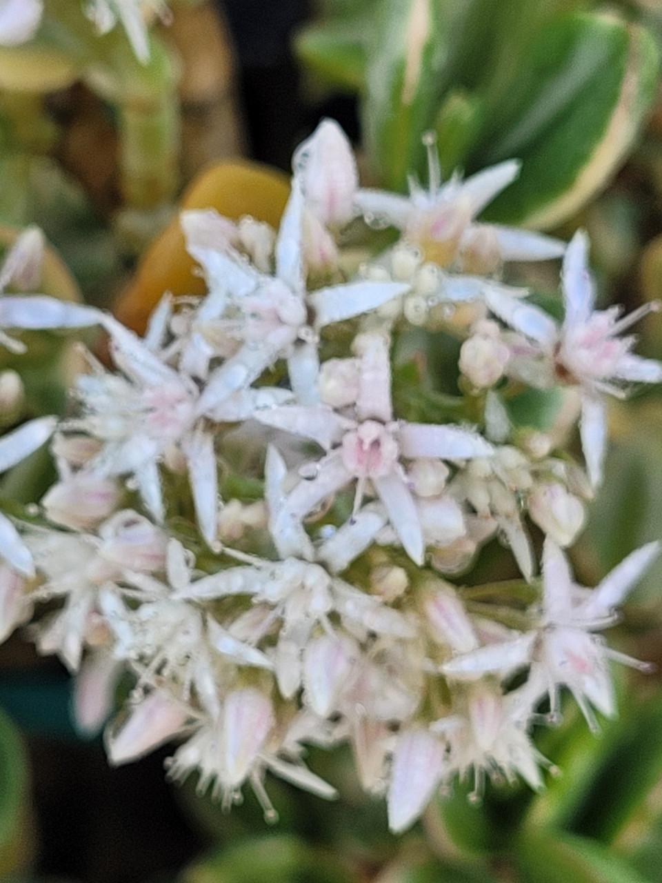 Bc Succulent Crassula Ovata Variegata - View 19 from www redcrocus com