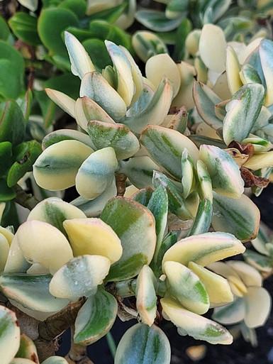 Bc Succulent Crassula Ovata Variegata - View 1 from www redcrocus com