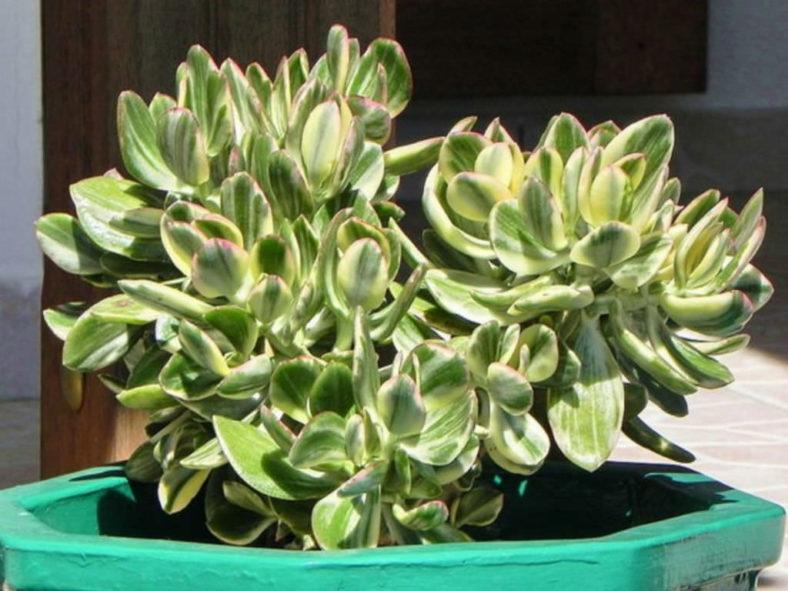 Bc Succulent Crassula Ovata Variegata - View 20 from www redcrocus com