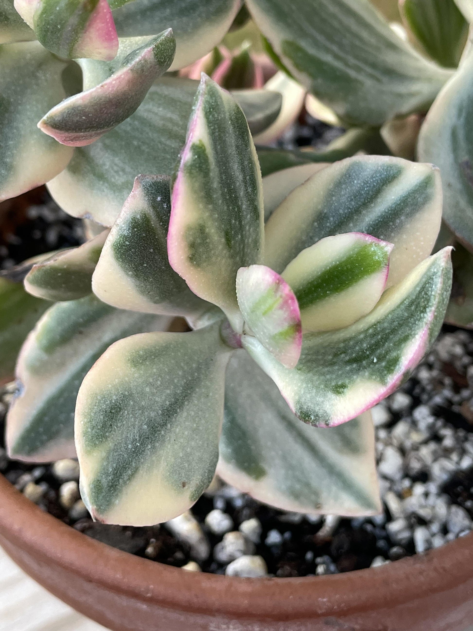 Bc Succulent Crassula Ovata Variegata - View 21 from www redcrocus com