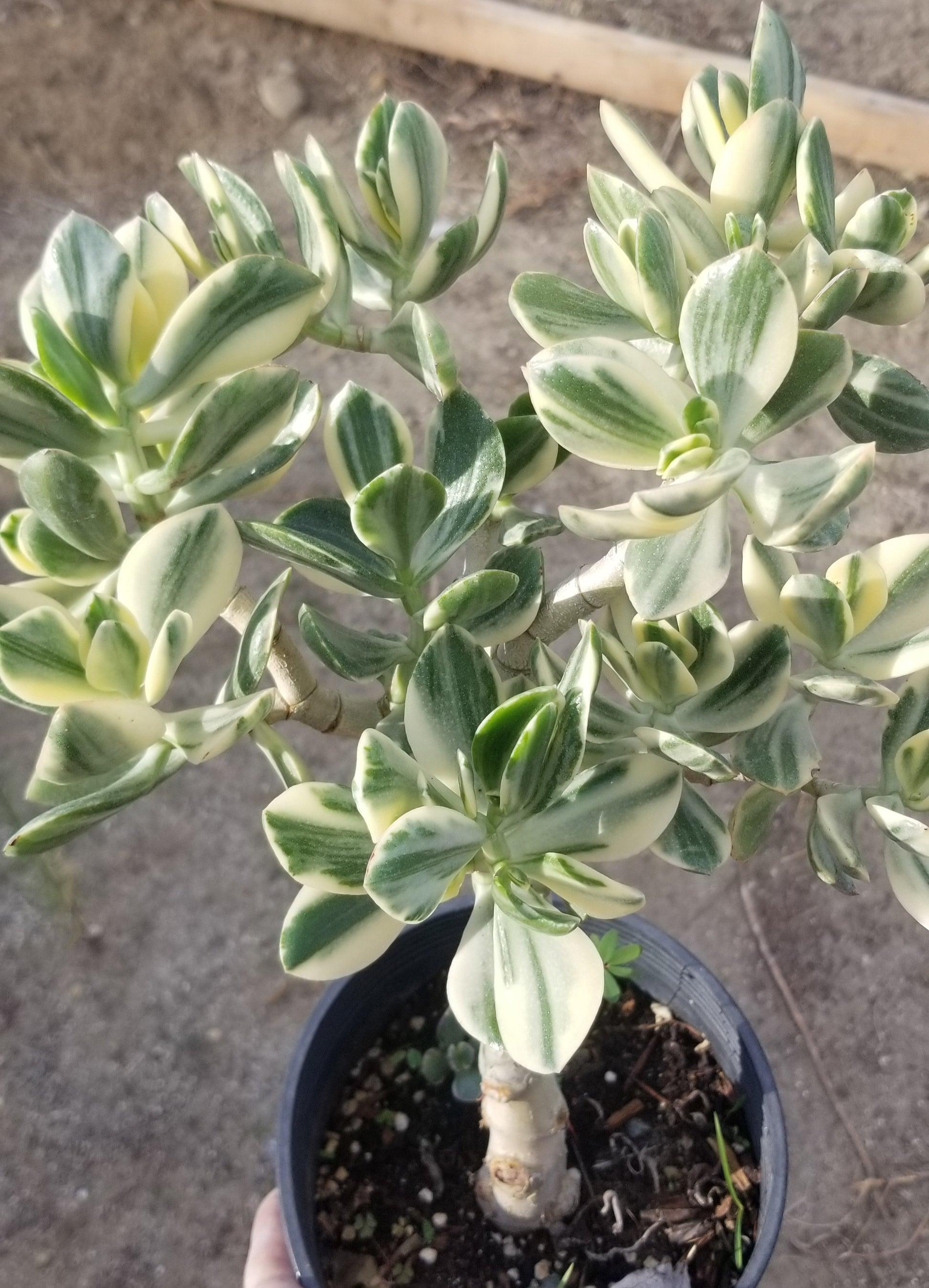 Bc Succulent Crassula Ovata Variegata - View 22 from www redcrocus com