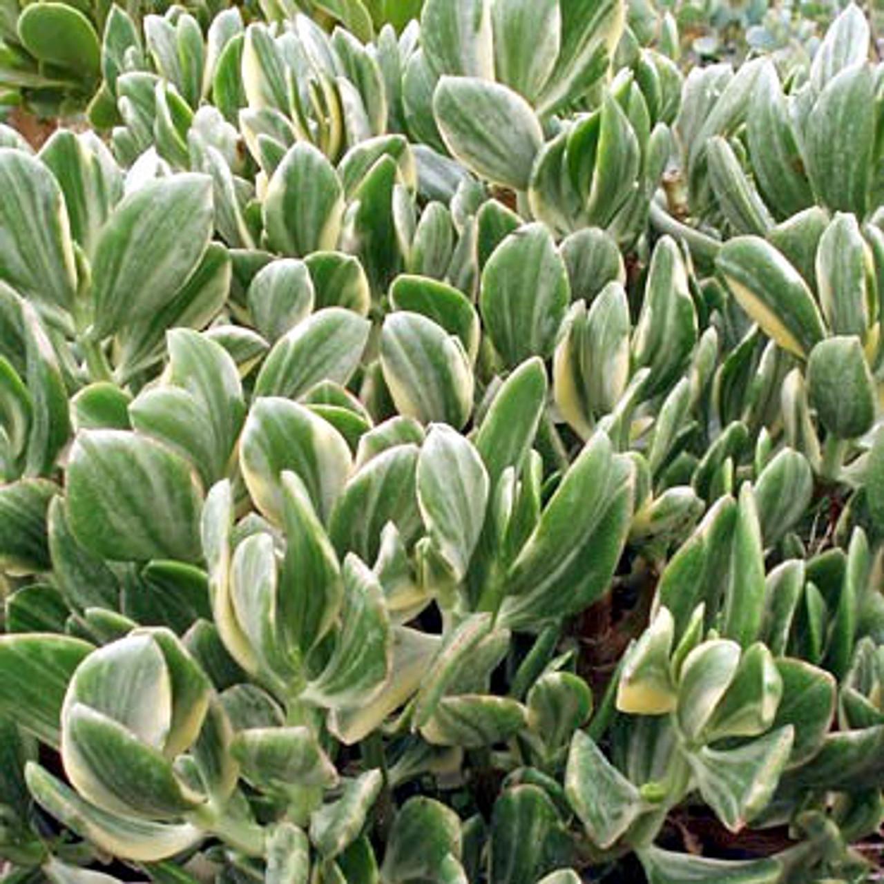Bc Succulent Crassula Ovata Variegata - View 23 from www redcrocus com