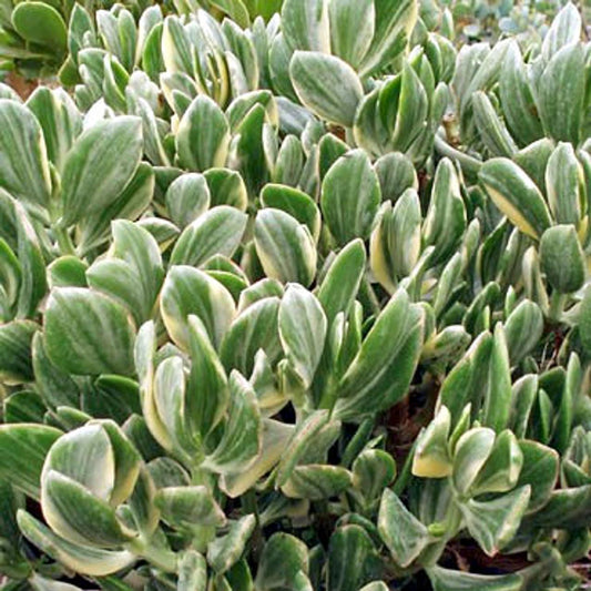 Bc Succulent Crassula Ovata Variegata - View 23 from www redcrocus com