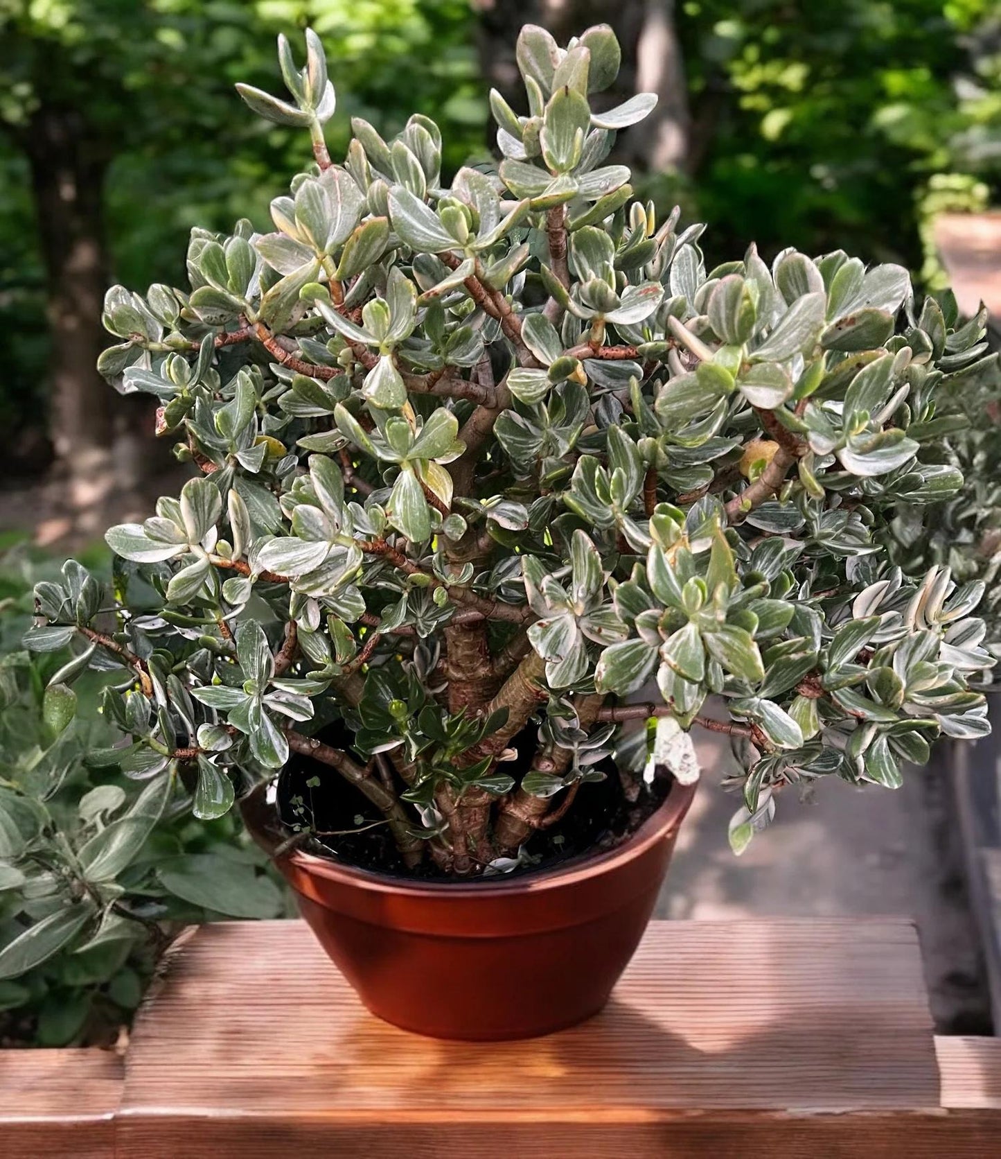 Bc Succulent Crassula Ovata Variegata - View 24 from www redcrocus com