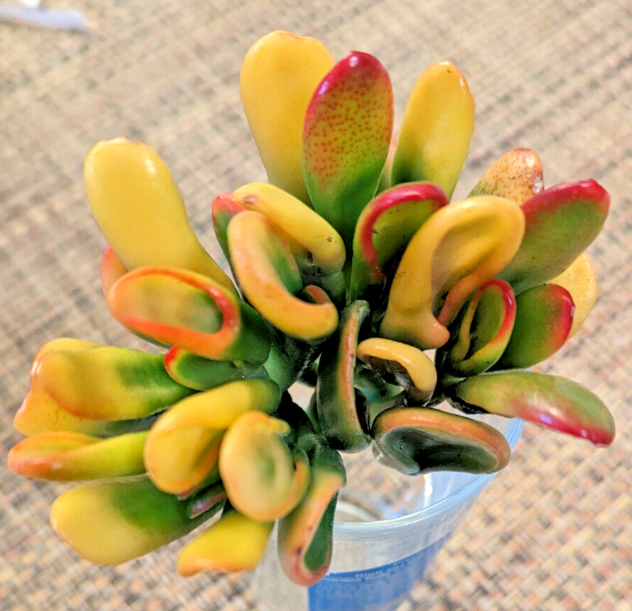 Bc Succulent Crassula Ovata Variegata - View 25 from www redcrocus com