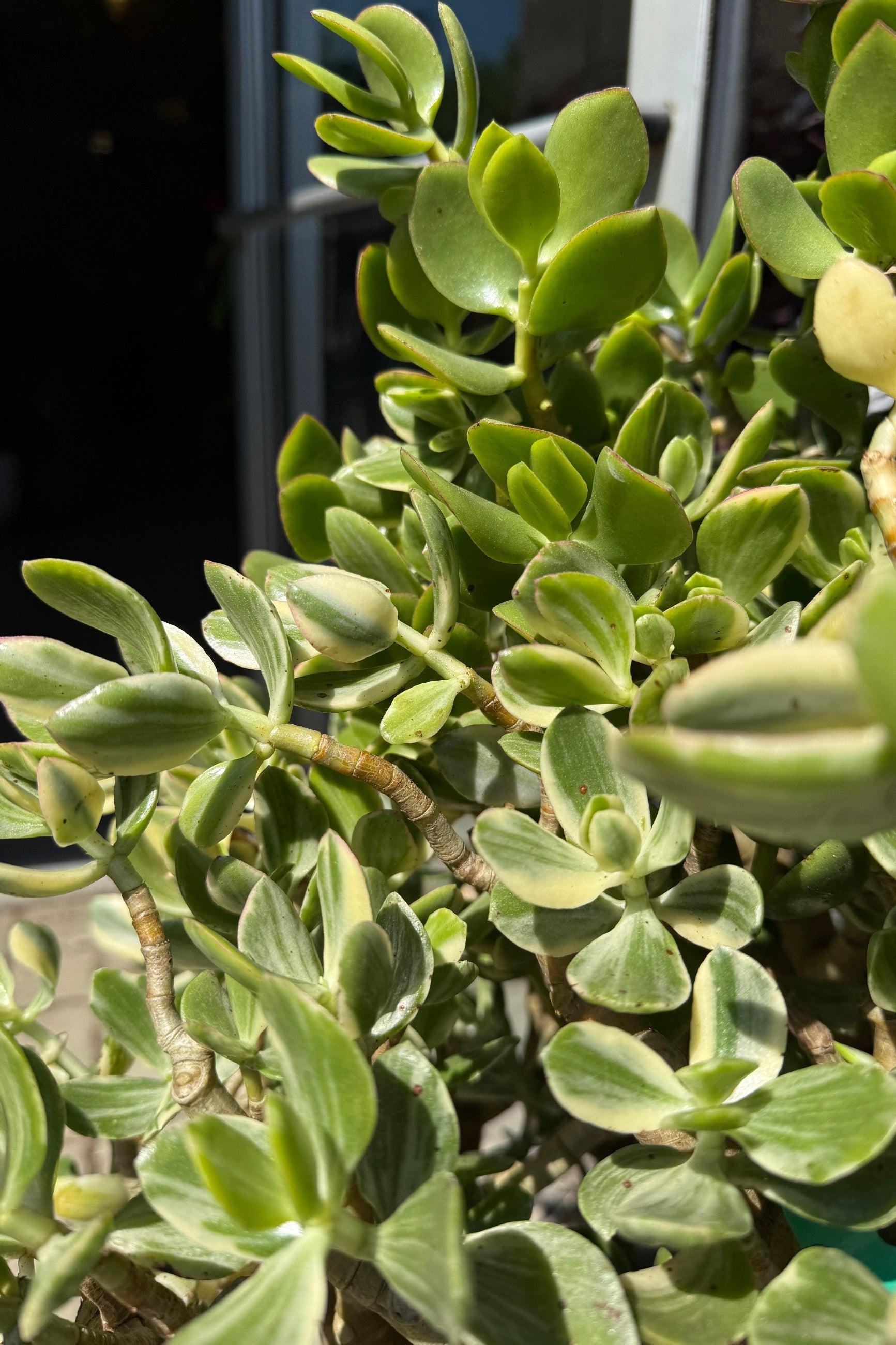 Bc Succulent Crassula Ovata Variegata - View 26 from www redcrocus com