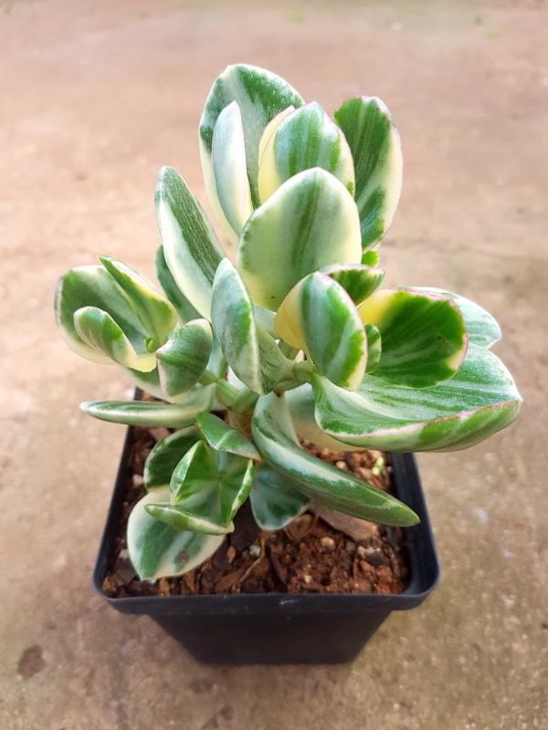 Bc Succulent Crassula Ovata Variegata - View 27 from www redcrocus com