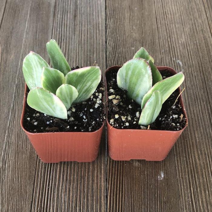 Bc Succulent Crassula Ovata Variegata - View 28 from www redcrocus com