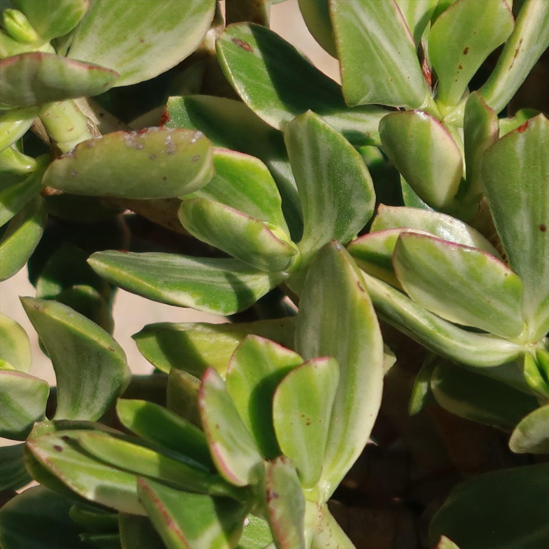 Bc Succulent Crassula Ovata Variegata - View 29 from www redcrocus com