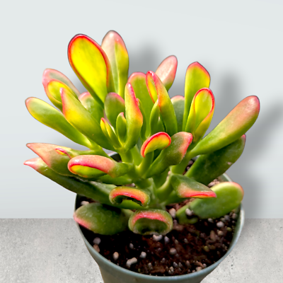 Bc Succulent Crassula Ovata Variegata - View 33 from www redcrocus com