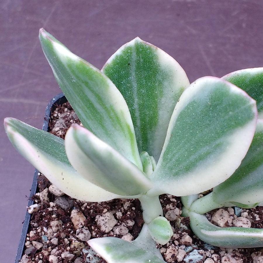 Bc Succulent Crassula Ovata Variegata - View 34 from www redcrocus com