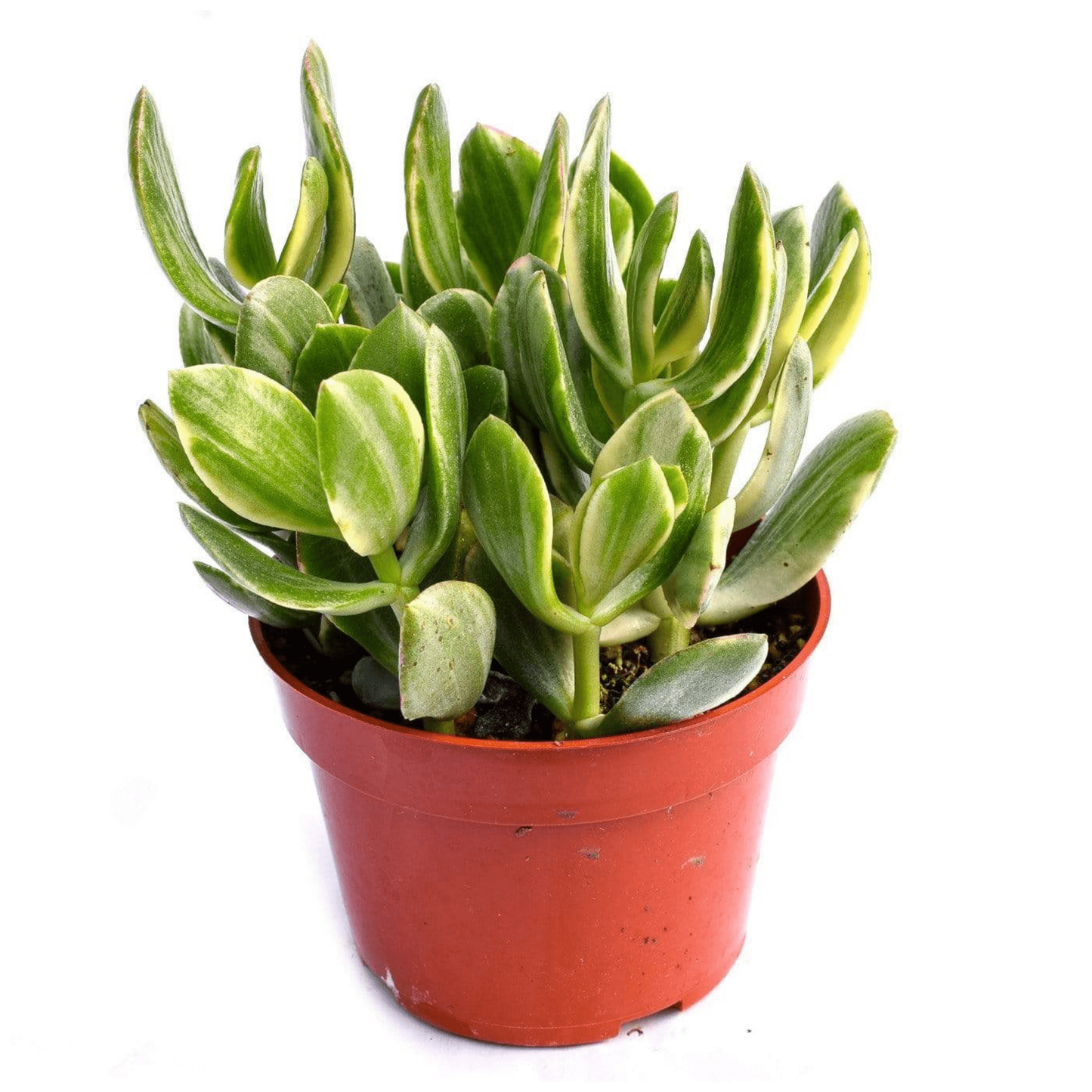 Bc Succulent Crassula Ovata Variegata - View 35 from www redcrocus com