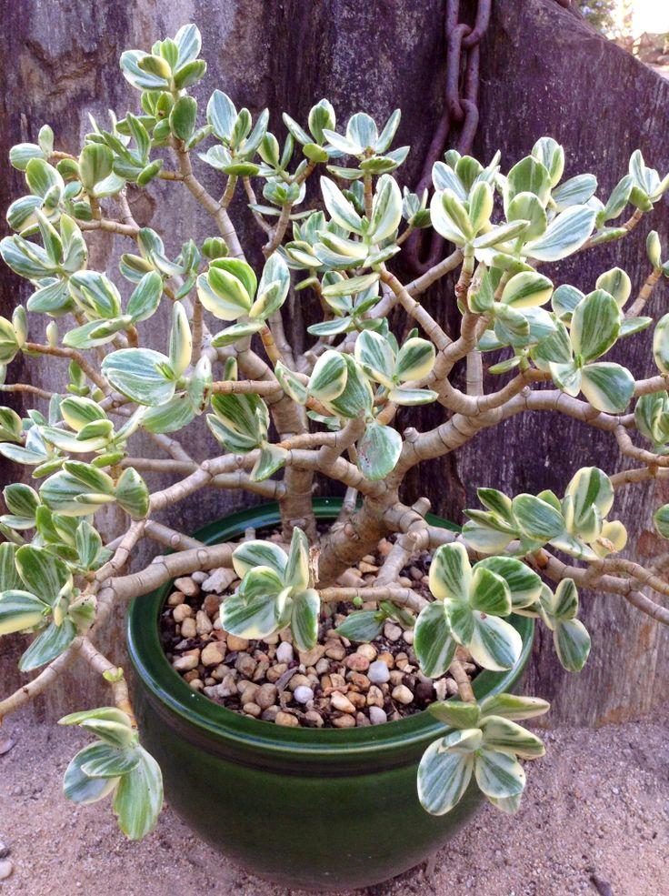 Bc Succulent Crassula Ovata Variegata - View 36 from www redcrocus com