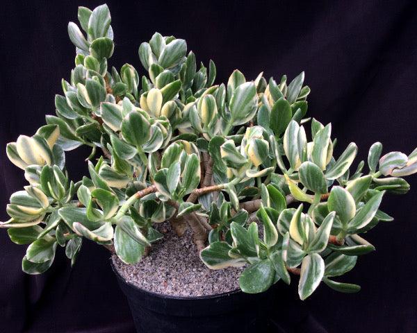 Bc Succulent Crassula Ovata Variegata - View 37 from www redcrocus com