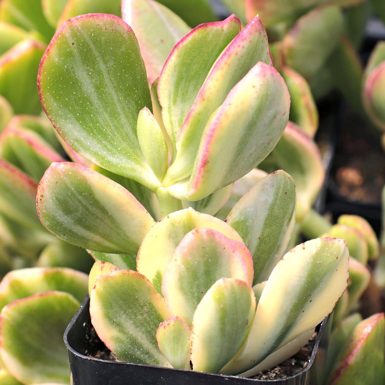 Bc Succulent Crassula Ovata Variegata - View 4 from www redcrocus com
