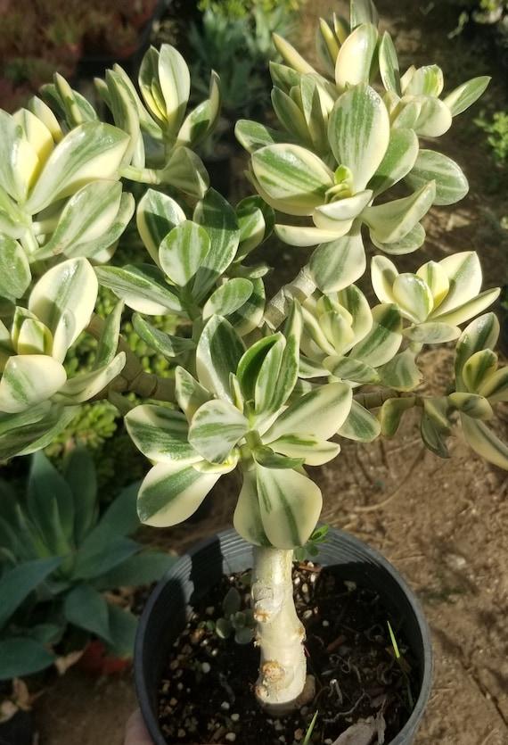 Bc Succulent Crassula Ovata Variegata - View 5 from www redcrocus com