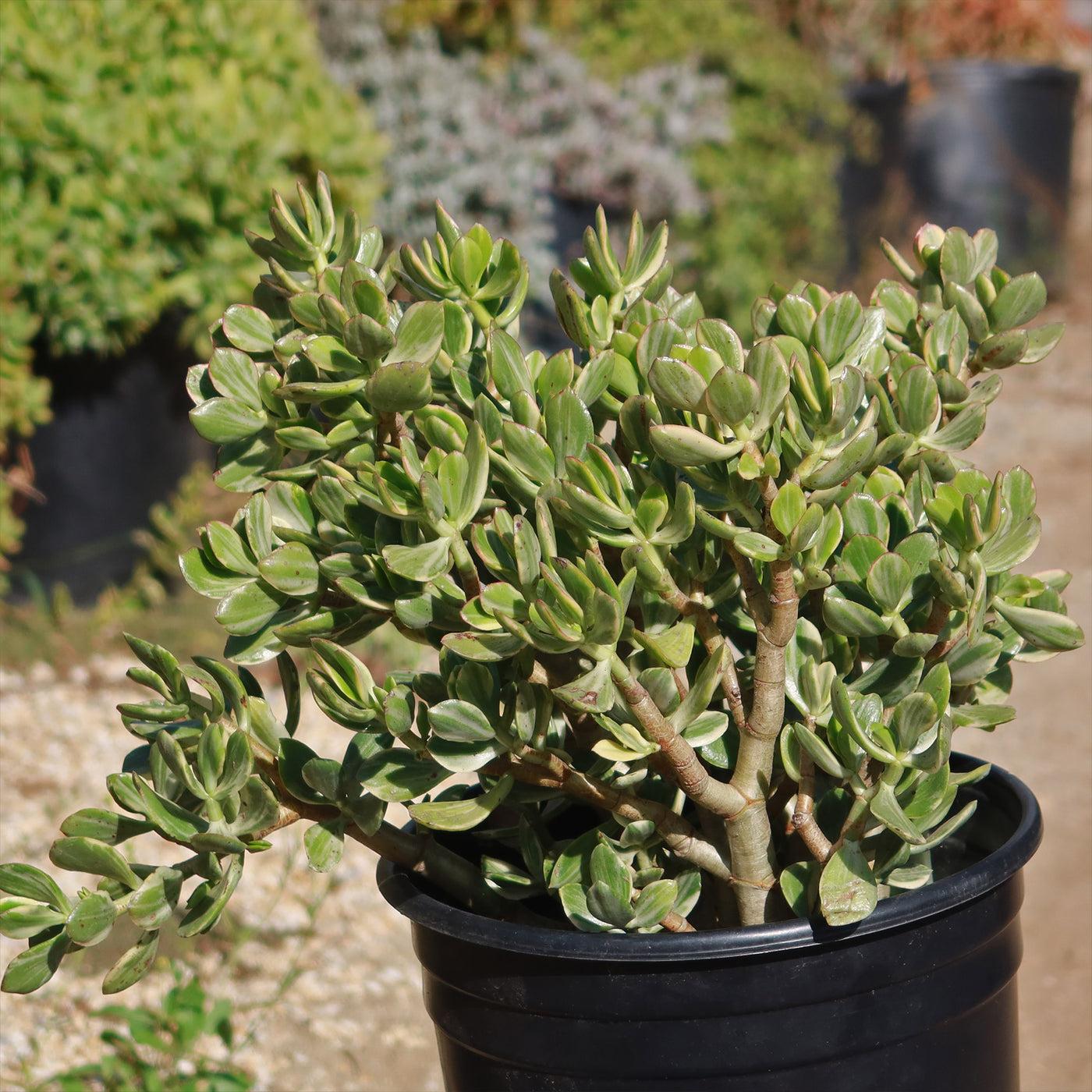 Bc Succulent Crassula Ovata Variegata - View 6 from www redcrocus com
