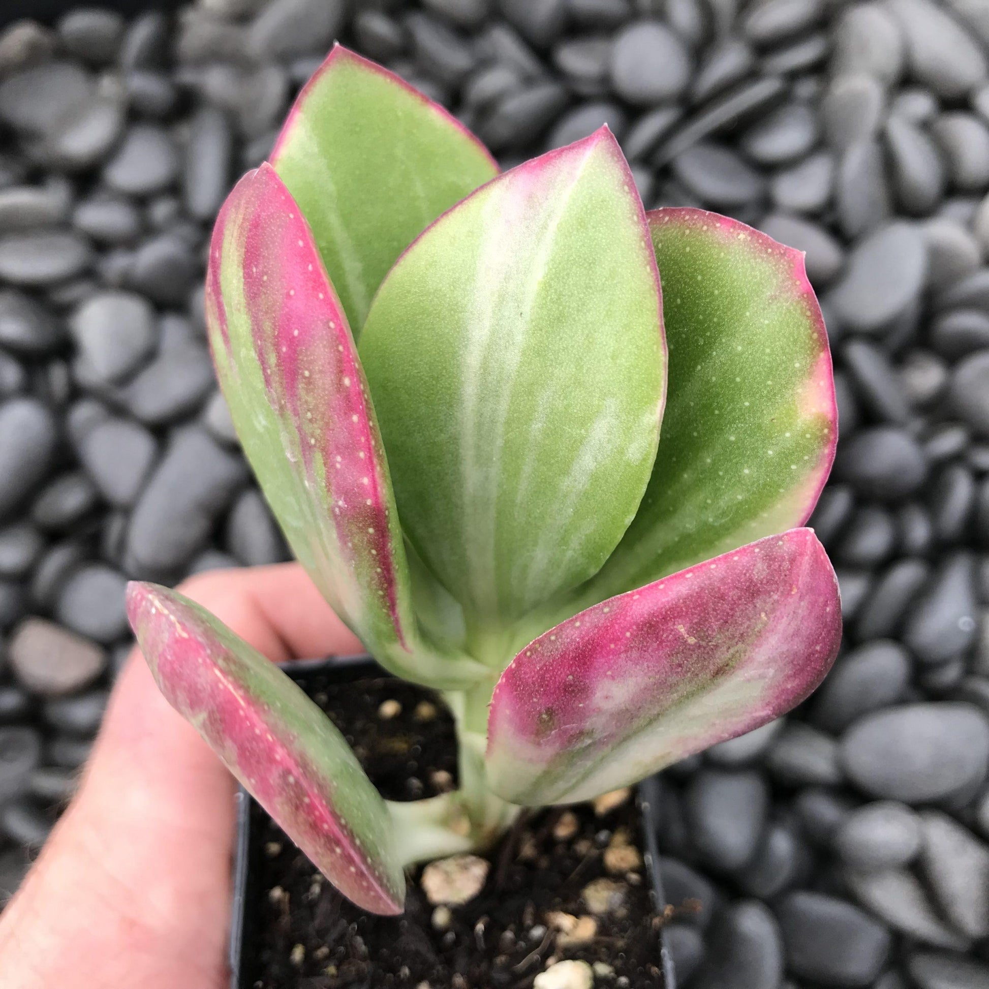 Bc Succulent Crassula Ovata Variegata - View 7 from www redcrocus com