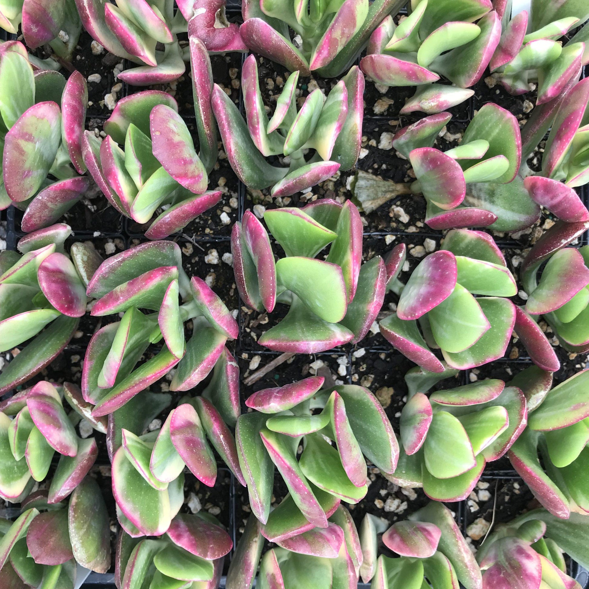Bc Succulent Crassula Ovata Variegata - View 9 from www redcrocus com