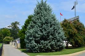 RedCrocus Blue Ice Arizona Cypress Live Plant - Cupressus arizonica 'Blue Ice' Evergreen Conifer, Silvery-Blue Foliage, Drought & Heat Tolerant  5 Gallon Nursery Pot