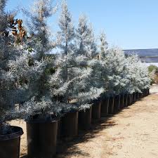 RedCrocus Blue Ice Arizona Cypress Live Plant - Cupressus arizonica 'Blue Ice' Evergreen Conifer, Silvery-Blue Foliage, Drought & Heat Tolerant  5 Gallon Nursery Pot
