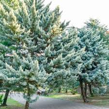 RedCrocus Blue Ice Arizona Cypress Live Plant - Cupressus arizonica 'Blue Ice' Evergreen Conifer, Silvery-Blue Foliage, Drought & Heat Tolerant  5 Gallon Nursery Pot