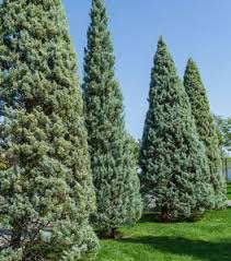 RedCrocus Blue Ice Arizona Cypress Live Plant - Cupressus arizonica 'Blue Ice' Evergreen Conifer, Silvery-Blue Foliage, Drought & Heat Tolerant  5 Gallon Nursery Pot