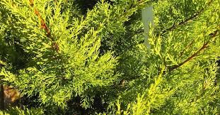 RedCrocus Cupressus 'Gold Rider' Monterey Cypress Live Plant - Golden Evergreen for Screens, Hedges & Coastal Gardens, Fast-Growing, Aromatic, Year-Round Color  5 Gallon Nursery Pot