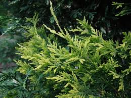 RedCrocus Cupressus 'Gold Rider' Monterey Cypress Live Plant - Golden Evergreen for Screens, Hedges & Coastal Gardens, Fast-Growing, Aromatic, Year-Round Color  5 Gallon Nursery Pot