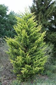 RedCrocus Cupressus 'Gold Rider' Monterey Cypress Live Plant - Golden Evergreen for Screens, Hedges & Coastal Gardens, Fast-Growing, Aromatic, Year-Round Color  5 Gallon Nursery Pot