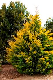 RedCrocus Cupressus 'Gold Rider' Monterey Cypress Live Plant - Golden Evergreen for Screens, Hedges & Coastal Gardens, Fast-Growing, Aromatic, Year-Round Color  5 Gallon Nursery Pot