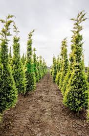 RedCrocus Cupressus 'Gold Rider' Monterey Cypress Live Plant - Golden Evergreen for Screens, Hedges & Coastal Gardens, Fast-Growing, Aromatic, Year-Round Color  5 Gallon Nursery Pot